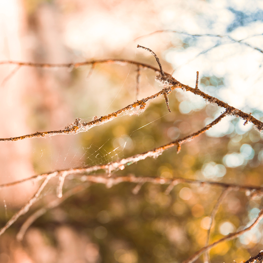 Sabine Renz | Klangschalenmassage & -meditation